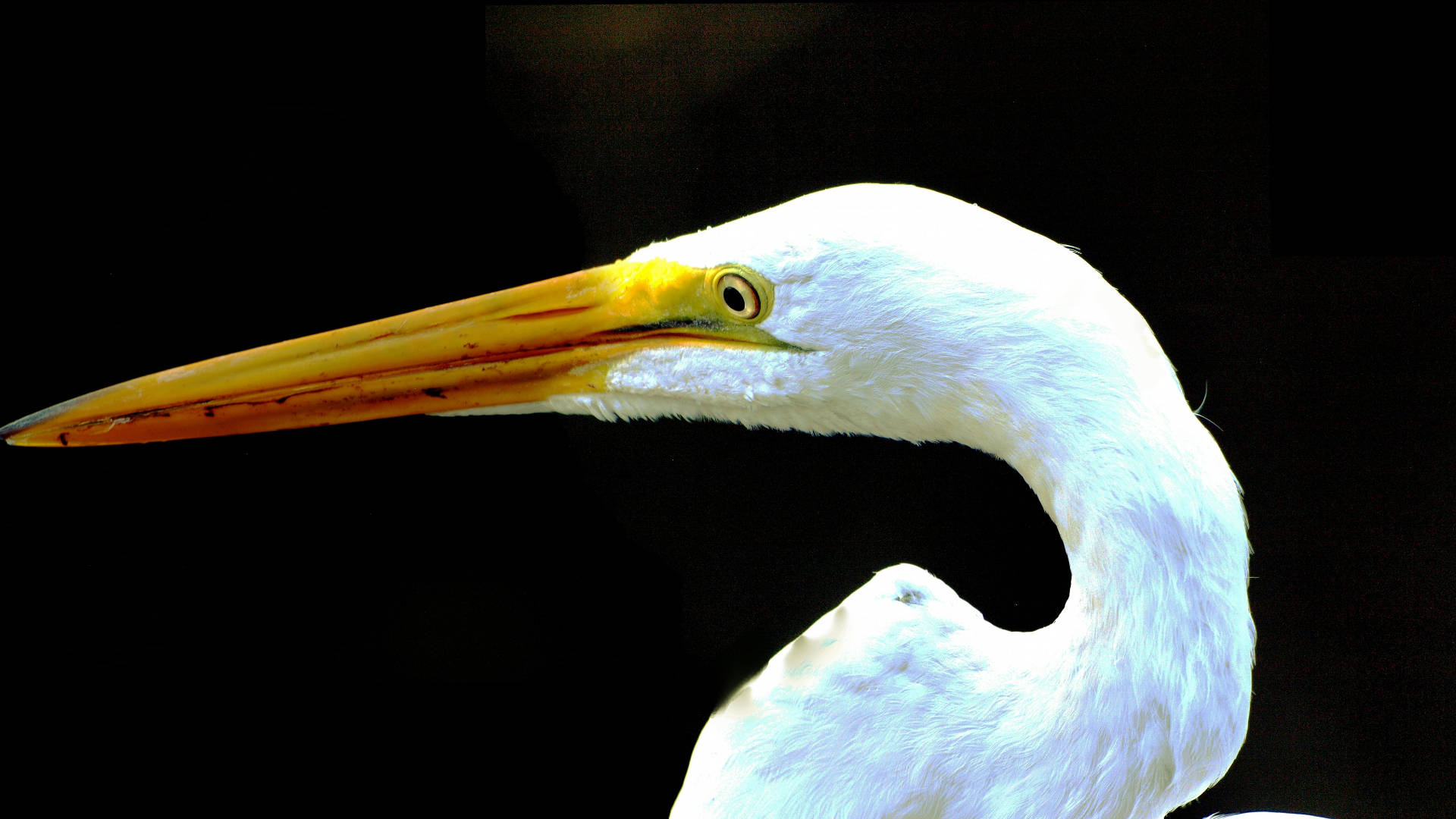 Eastern Great Egret Everglades National Park Picture