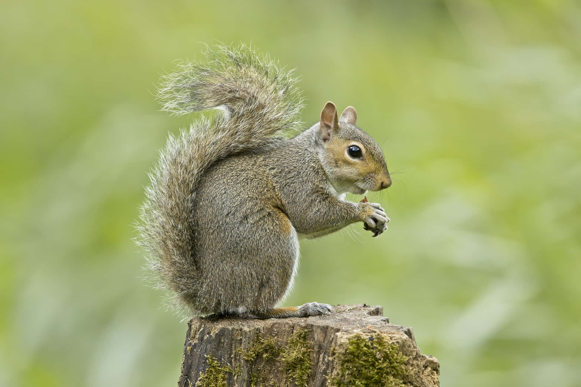 Eastern Grey Squirrel Eating Nut Wallpaper