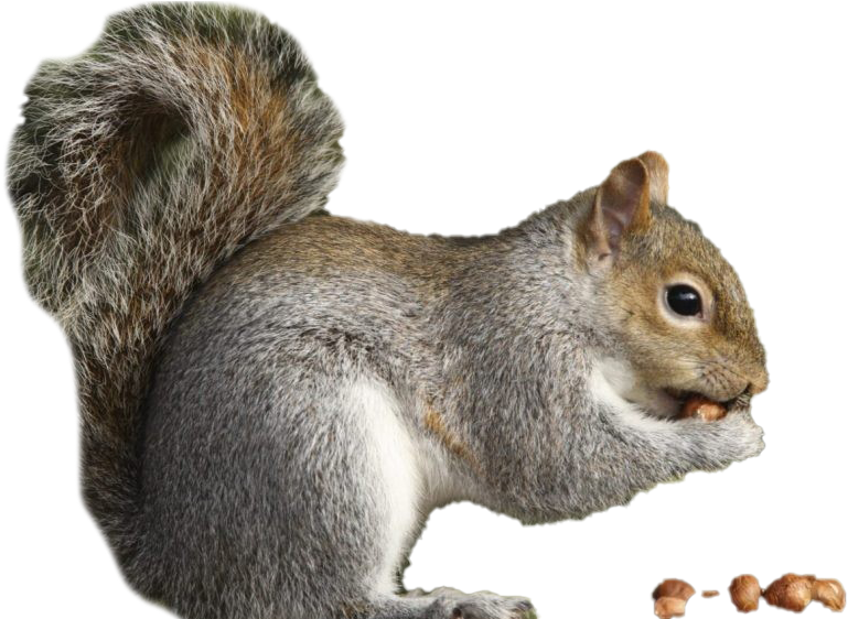 Eastern Grey Squirrel Eating Nut PNG