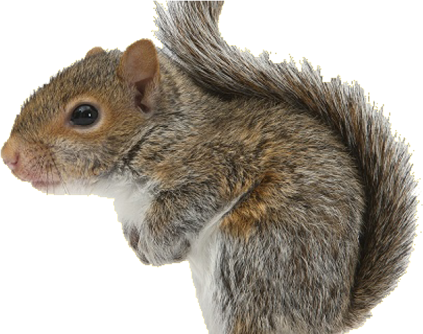 Eastern Grey Squirrel Profile PNG