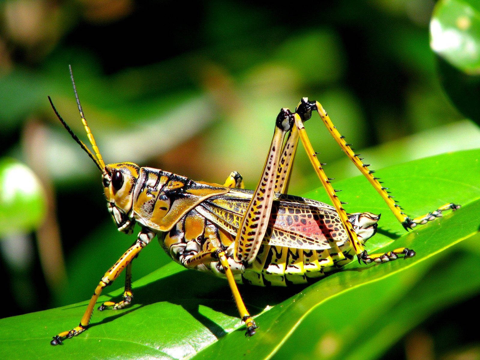 Eastern Lubber Grasshopper Wallpaper