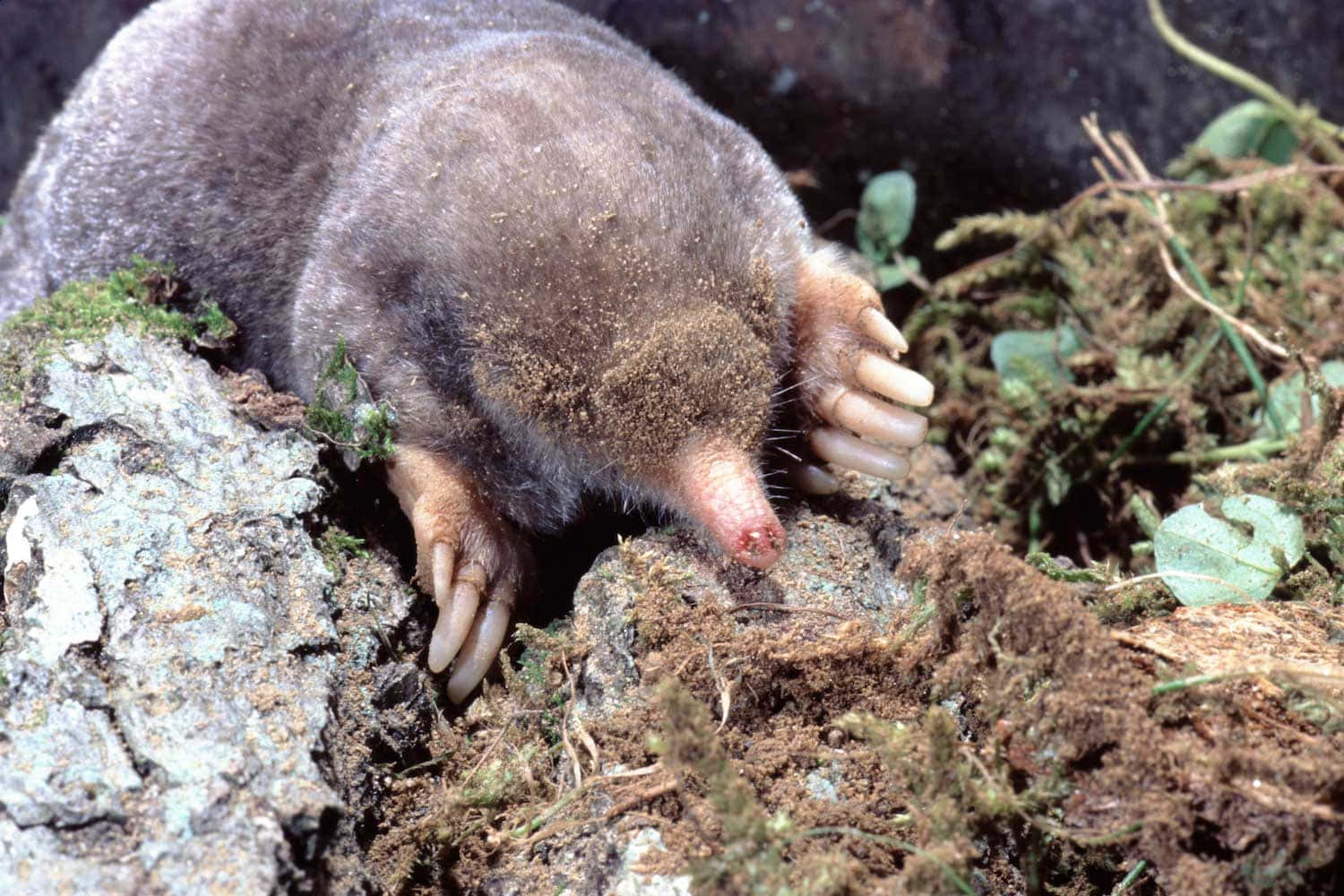 Eastern Mole Emerging From Burrow Wallpaper