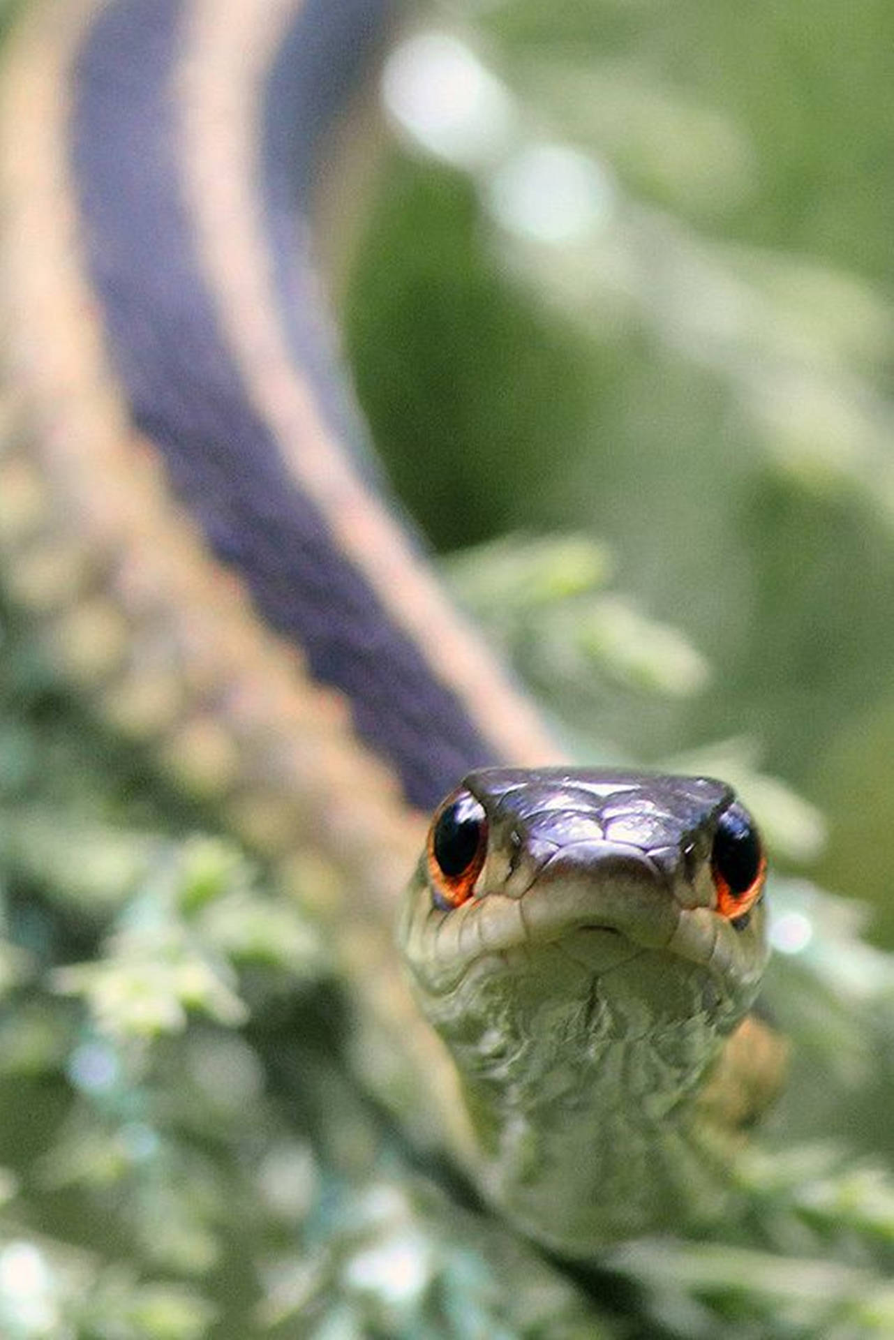 Eastern Ribbon Garter Snake Background