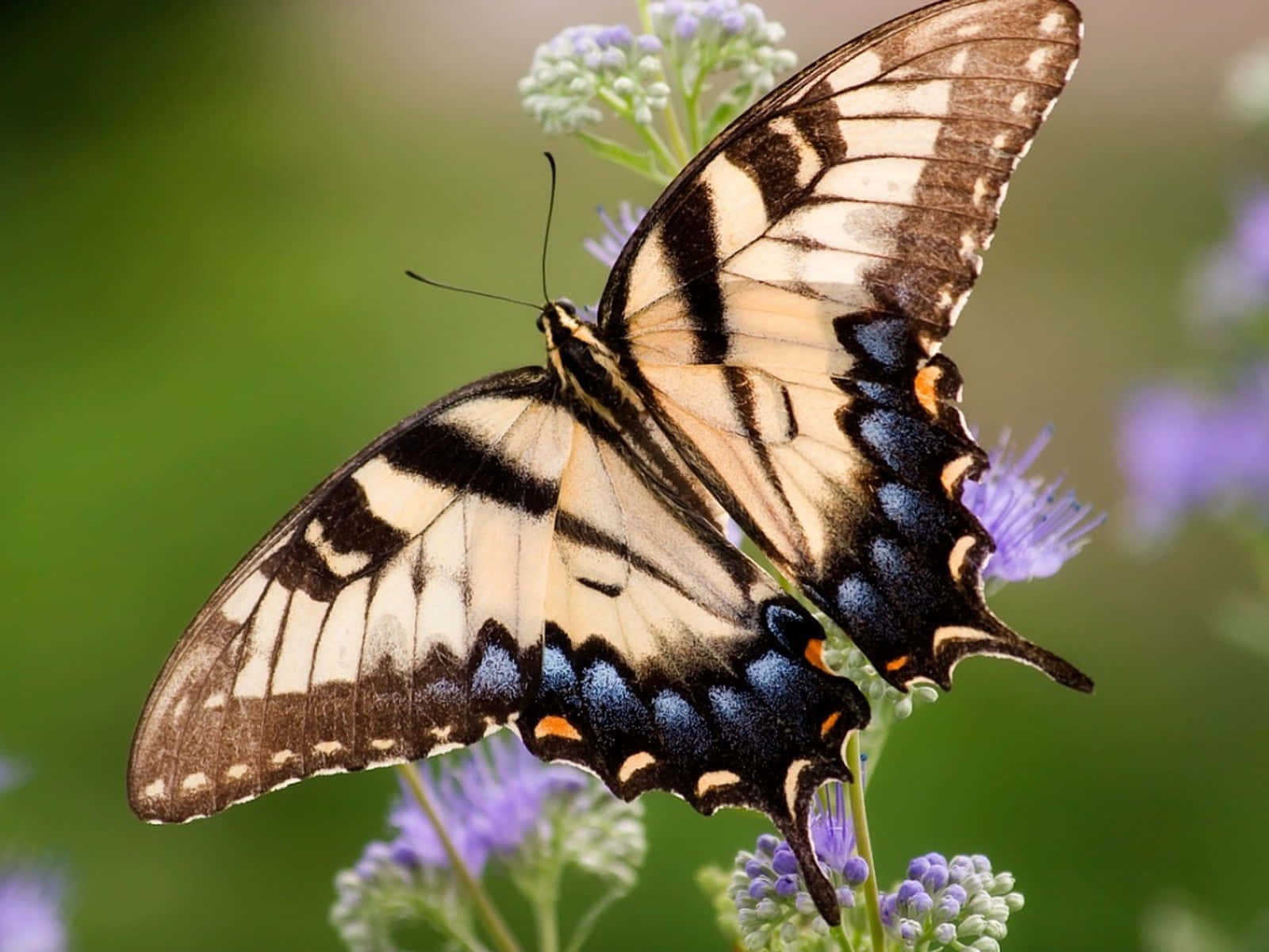 Eastern Tiger Swallowtail Butterflyon Flower.jpg Wallpaper