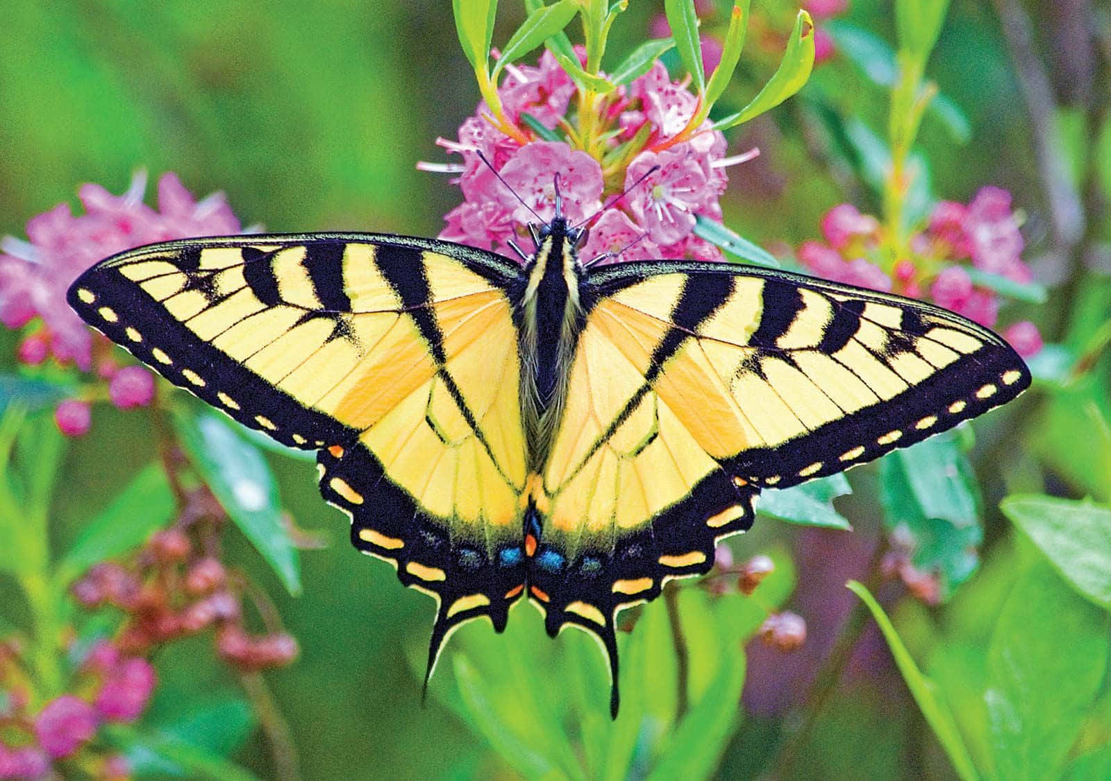 Eastern Tiger Swallowtail Butterflyon Flowers.jpg Wallpaper