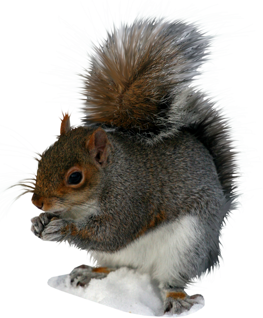 Eastern_ Gray_ Squirrel_ Eating_ Nut PNG