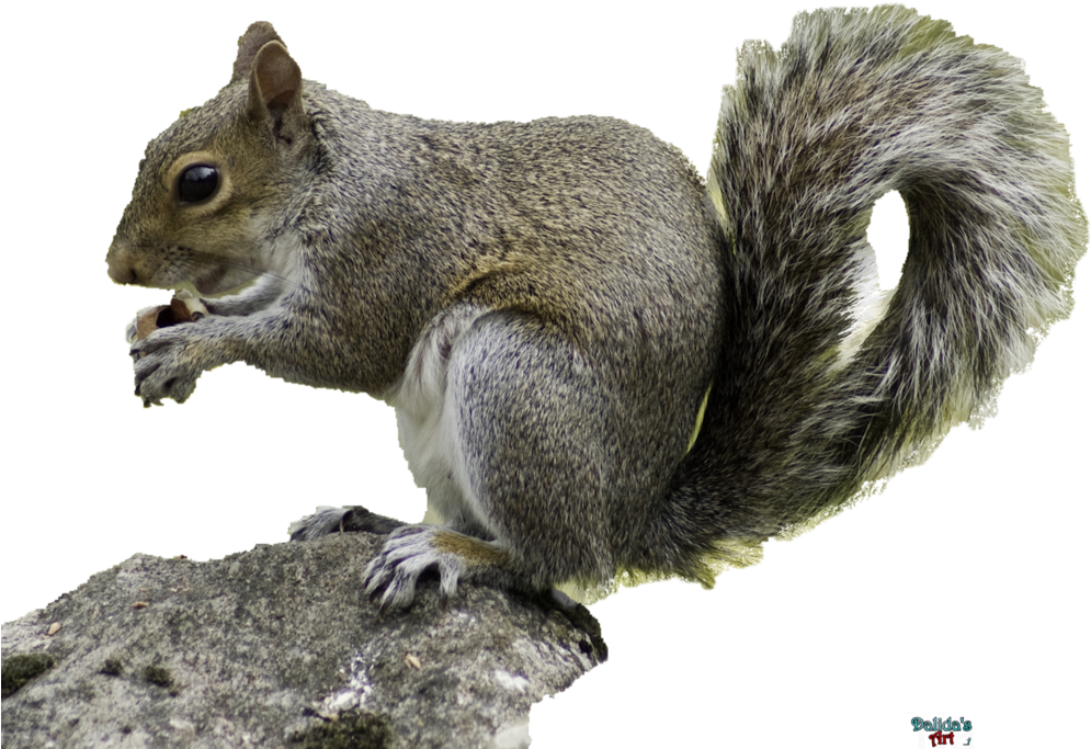 Eastern_ Gray_ Squirrel_ Snacking PNG