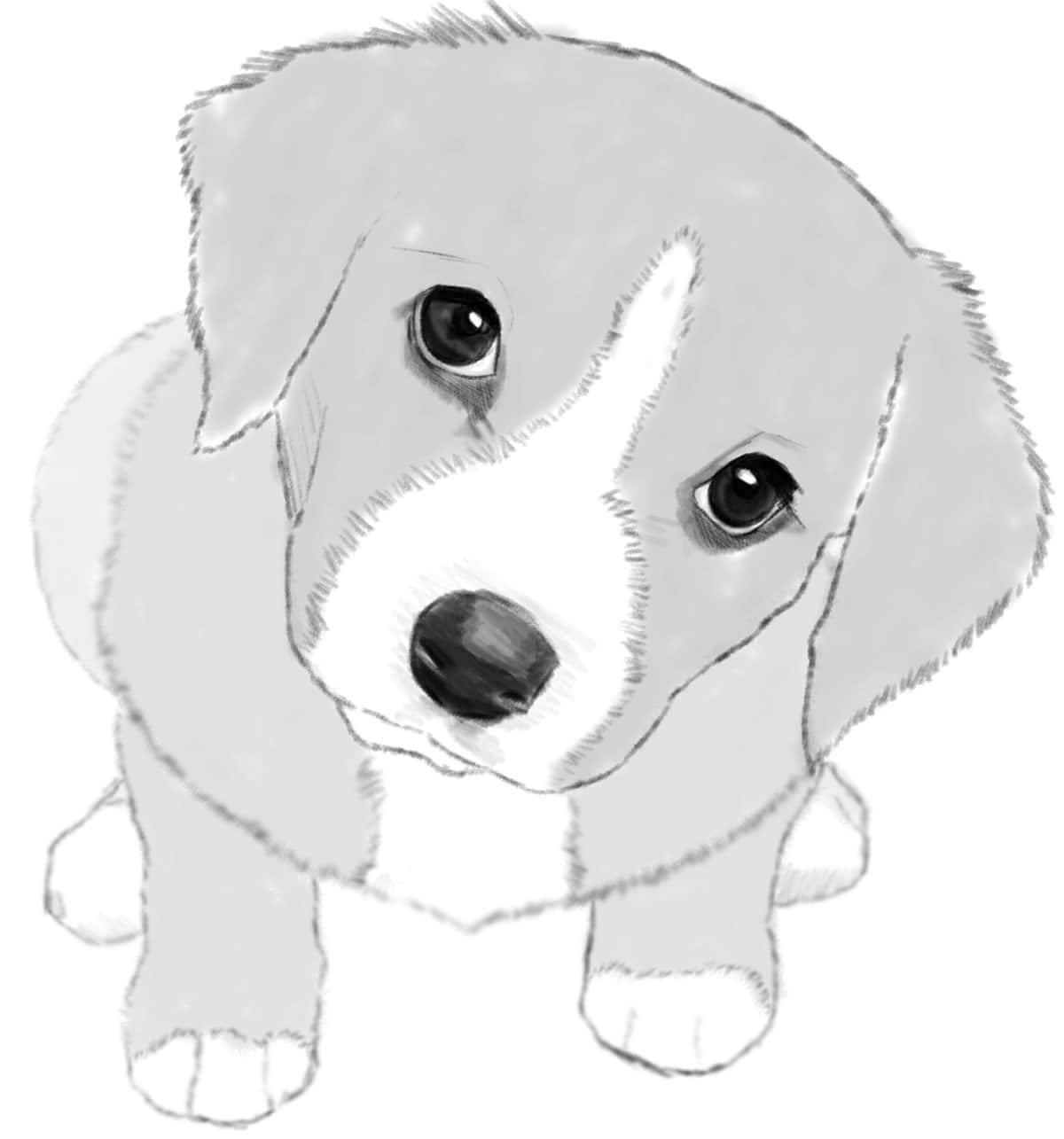 A Drawing Of A Puppy Looking Up