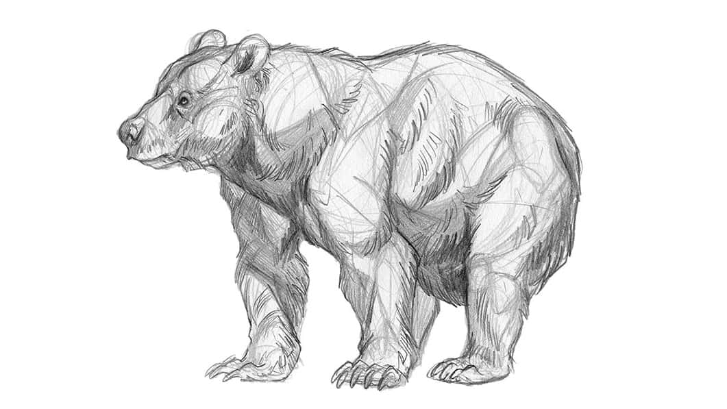 Brown Bear Pencil Sketch Stock Illustration 48625987  Shutterstock