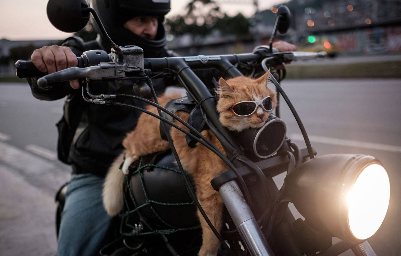 Easy Rider Cute Cat Wallpaper