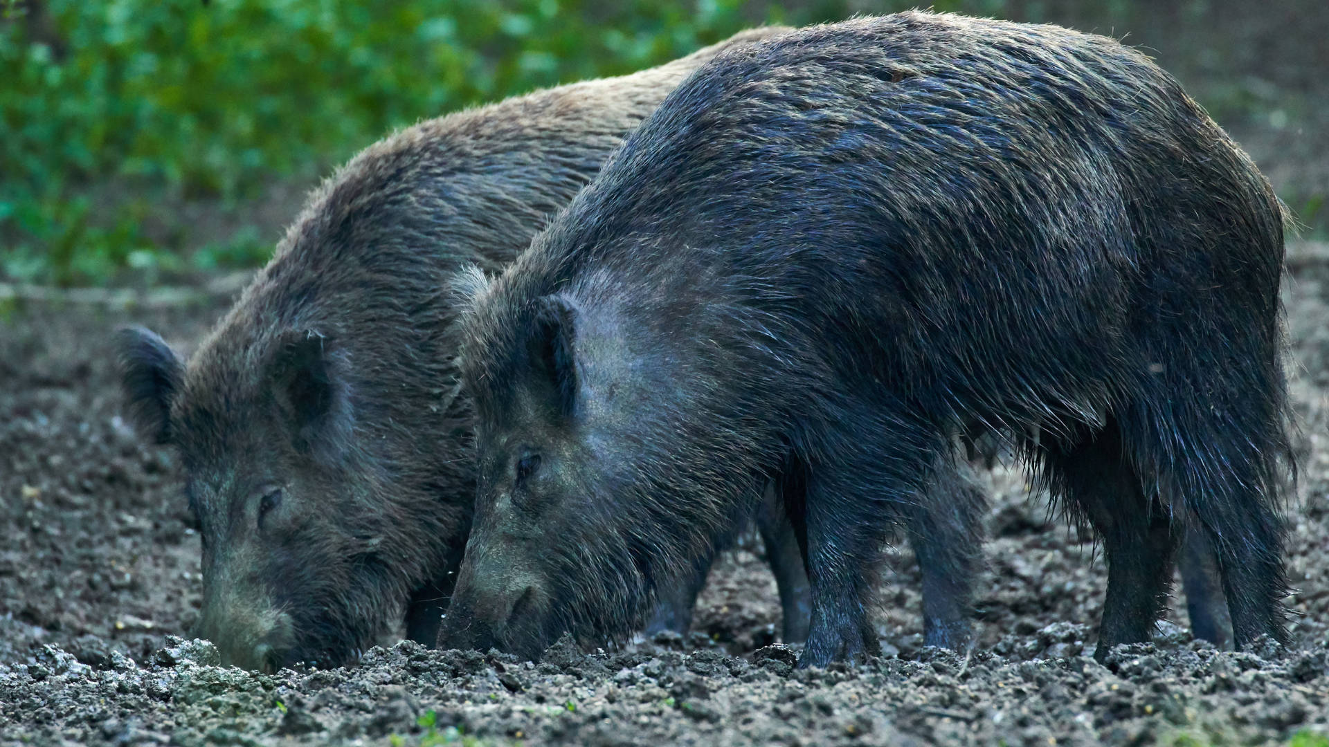 Close-up of a Wild Boar Foraging in the Wilderness Wallpaper