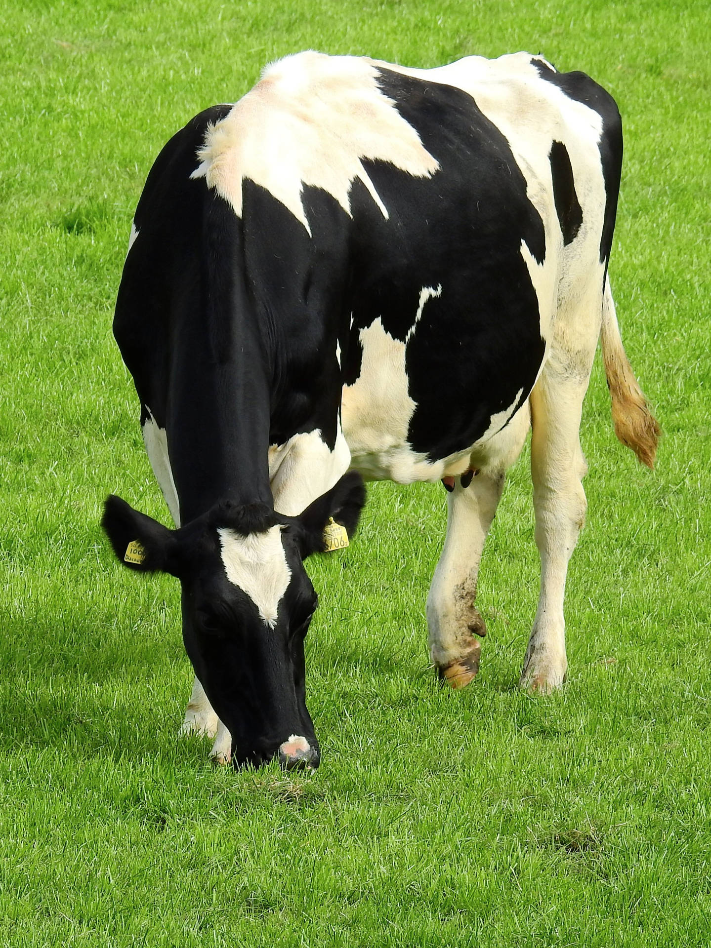 Eating Holstein Friesian Cattle Breed Wallpaper
