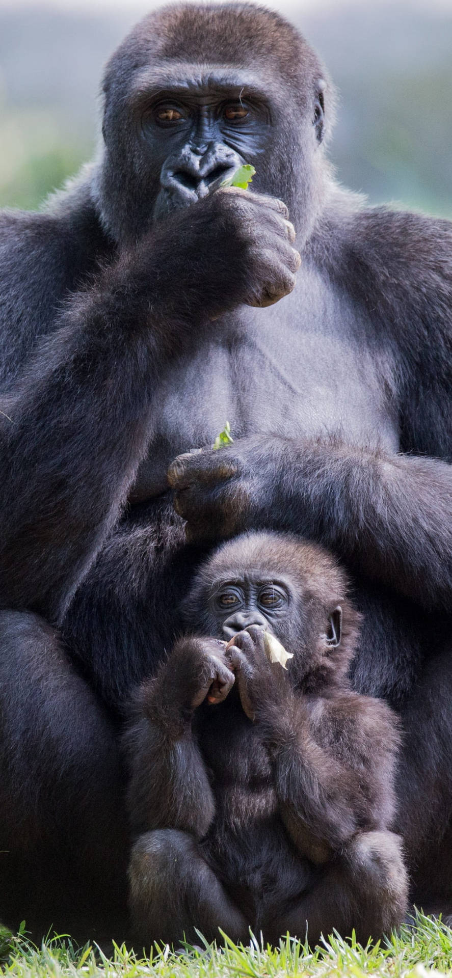 Eating Mother And Infant Gorilla Iphone Wallpaper