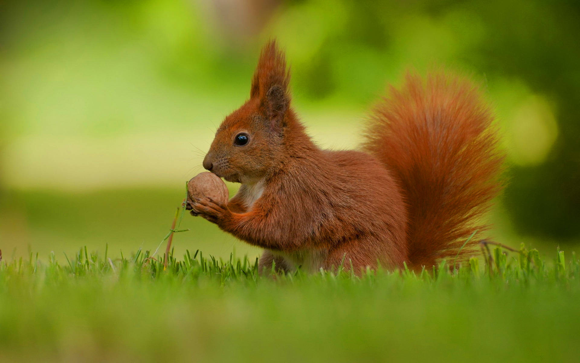 Eating Red Squirrel