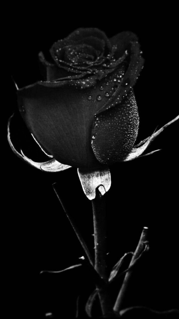 Ebony Flower Black Rose Iphone Wallpaper