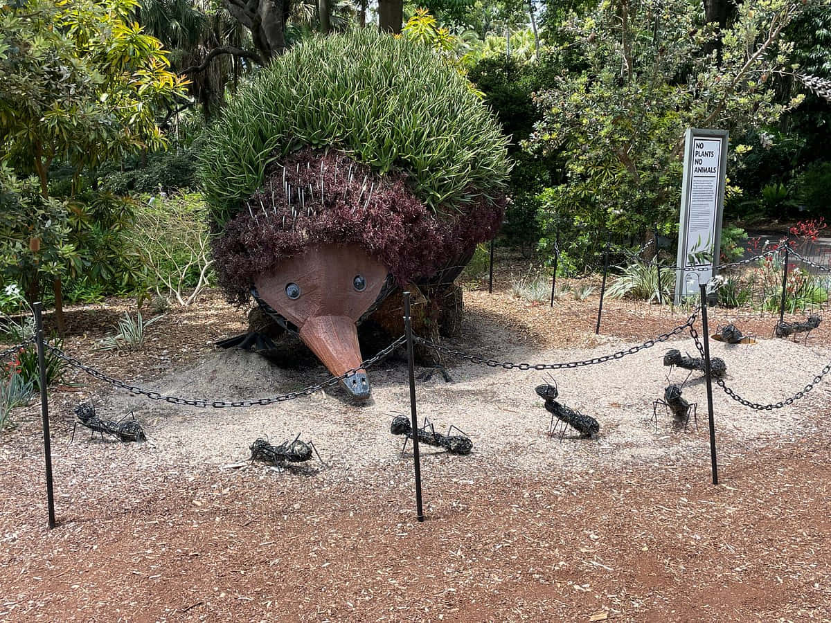 Echidna Topiary Sculpture Royal Botanic Garden Sydney Wallpaper