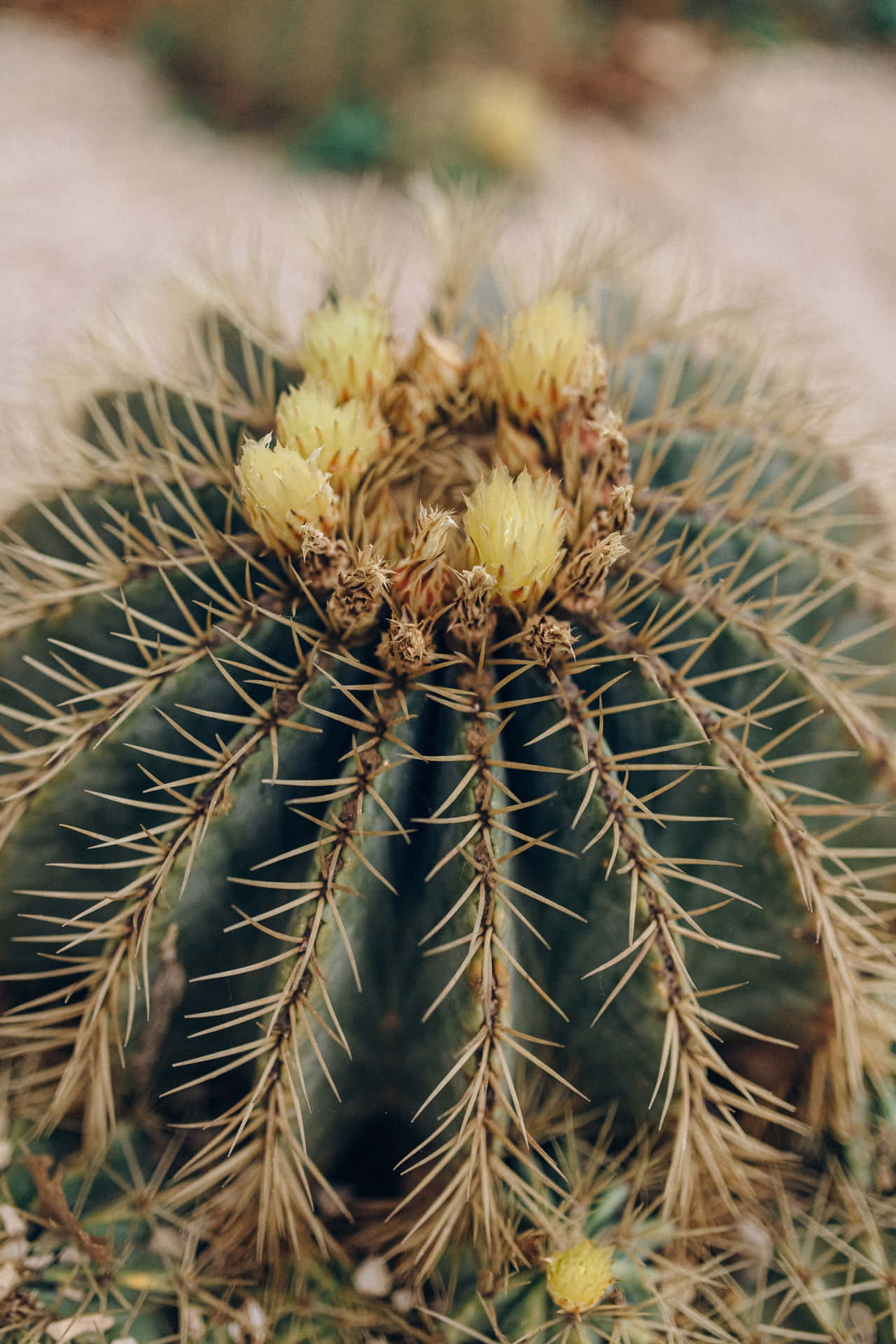 Echinocactus Cactus Flower Wallpaper