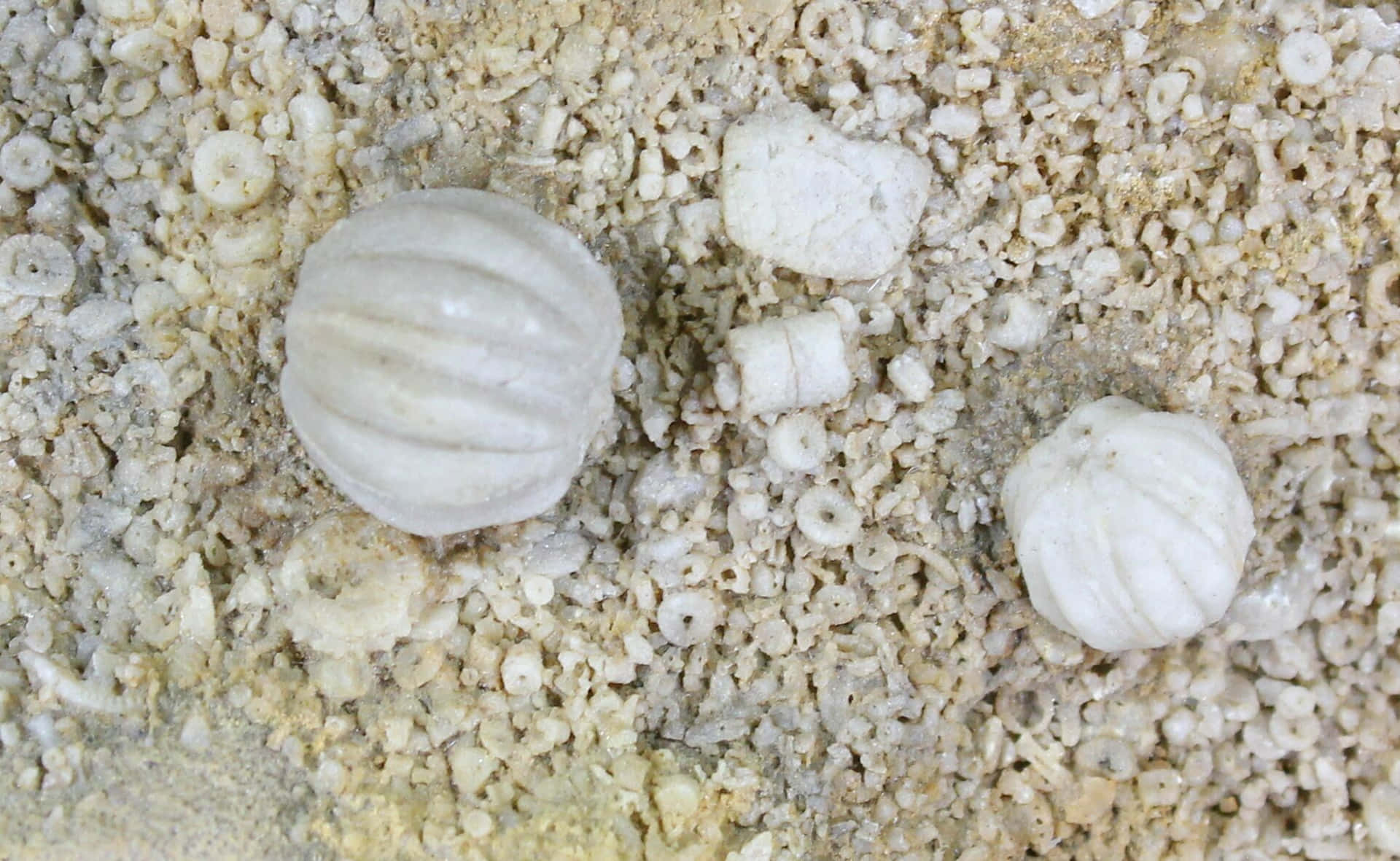 Echinoderm Sand Dollar Fossils Wallpaper