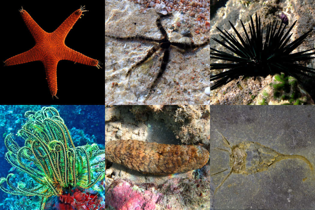 Echinoderm Variety Collage Wallpaper