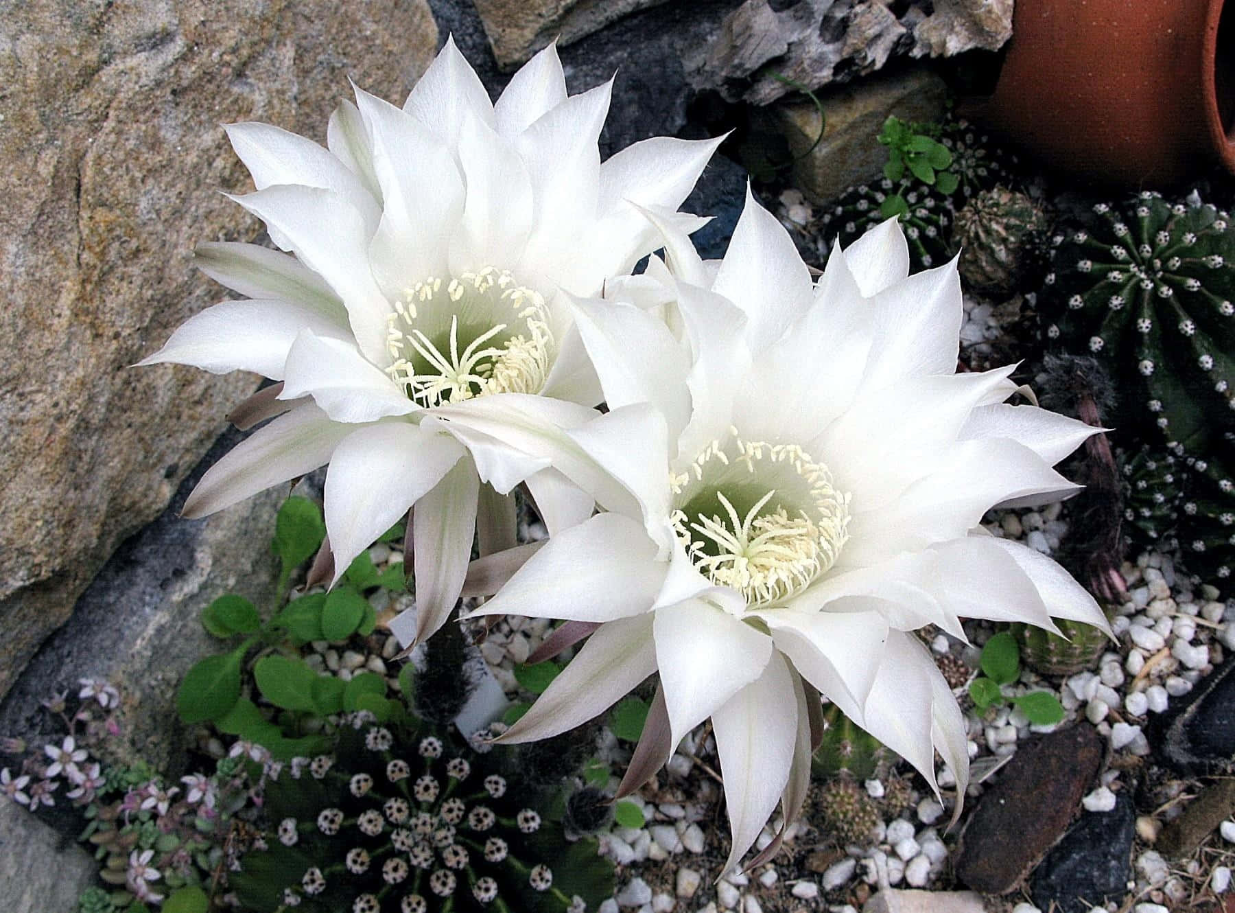 Echinopsis Subdenudata Cactus Flower Wallpaper