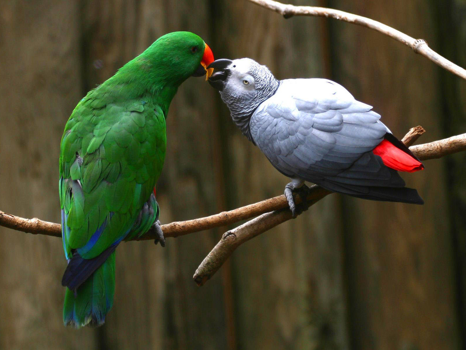 Eclectus And African Grey Parrots Wallpaper