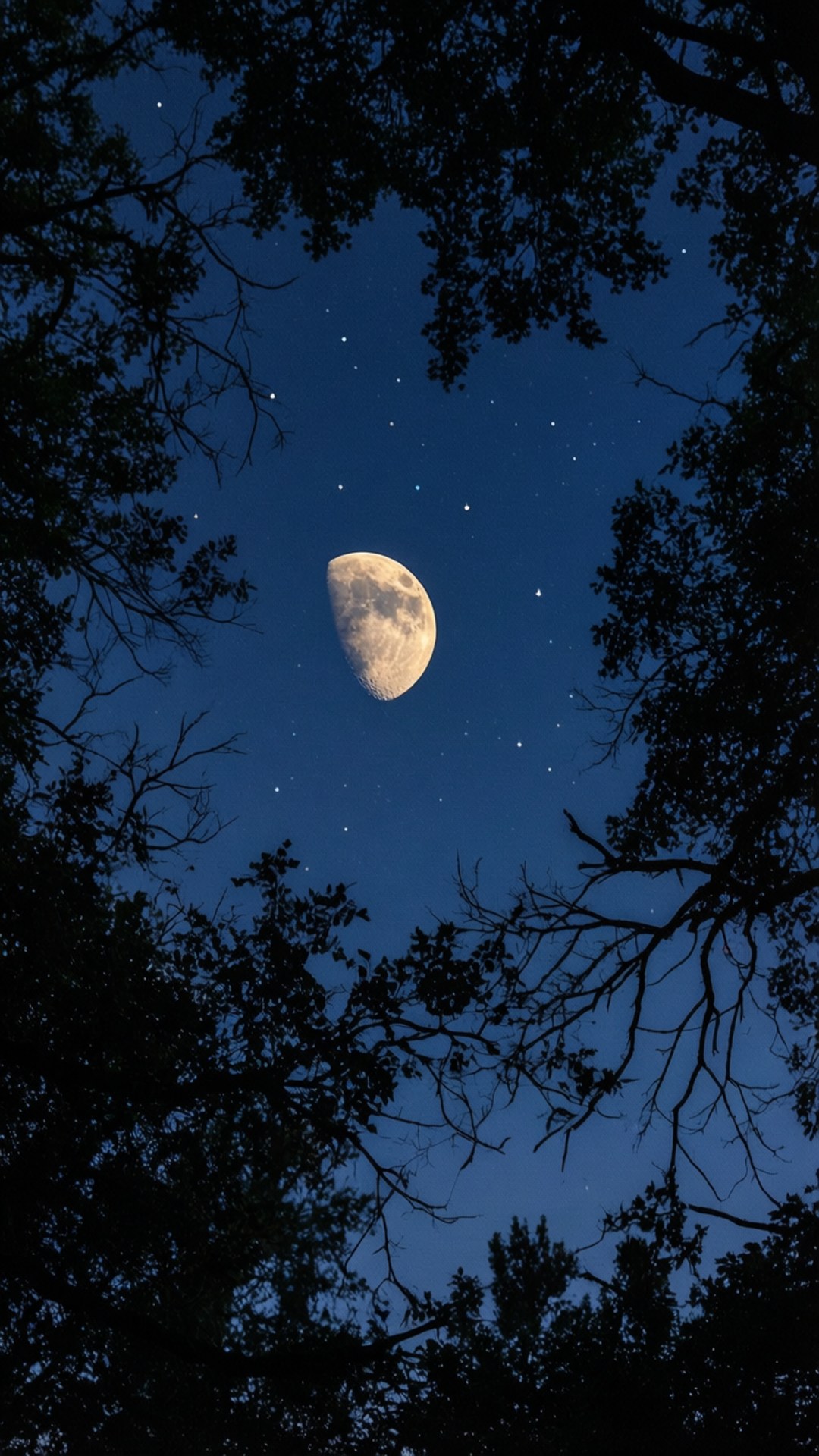 Eclipse Through Branches Wallpaper — A crescent moon glows softly against a starry night sky framed by dark tree silhouettes.