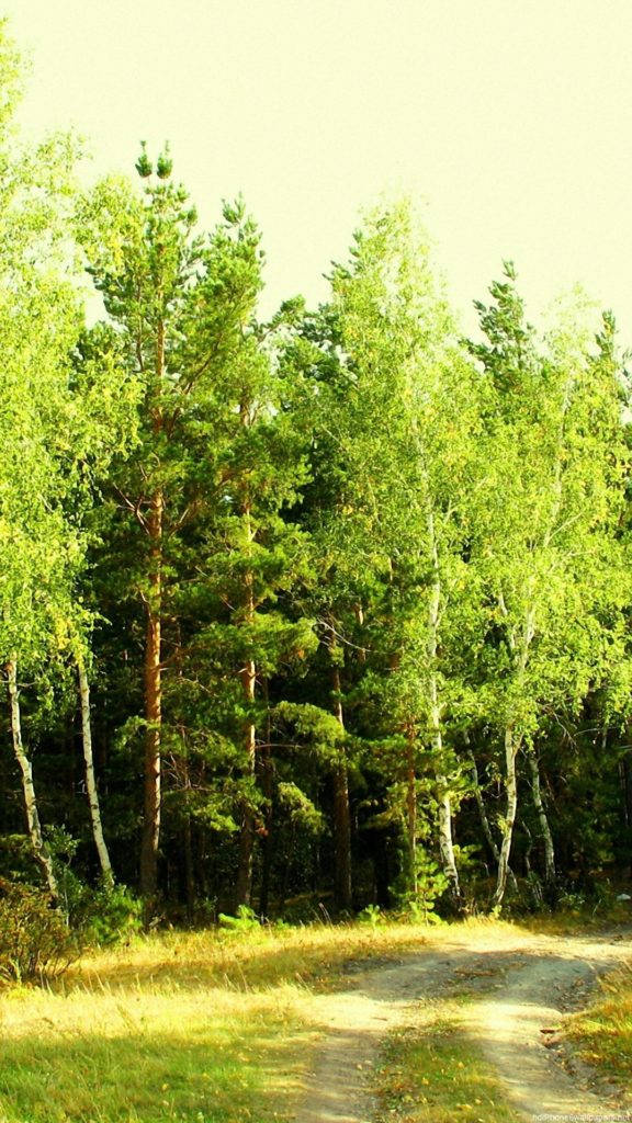 Iphone Ecologico Della Foresta Verde Sfondo