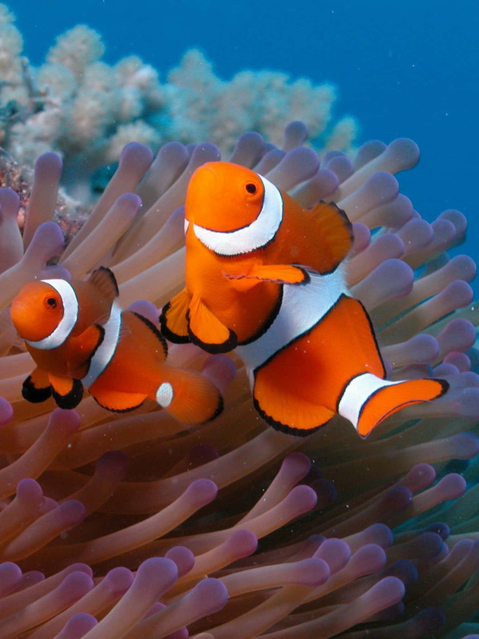 Ecosistemavibrante De Arrecifes De Coral