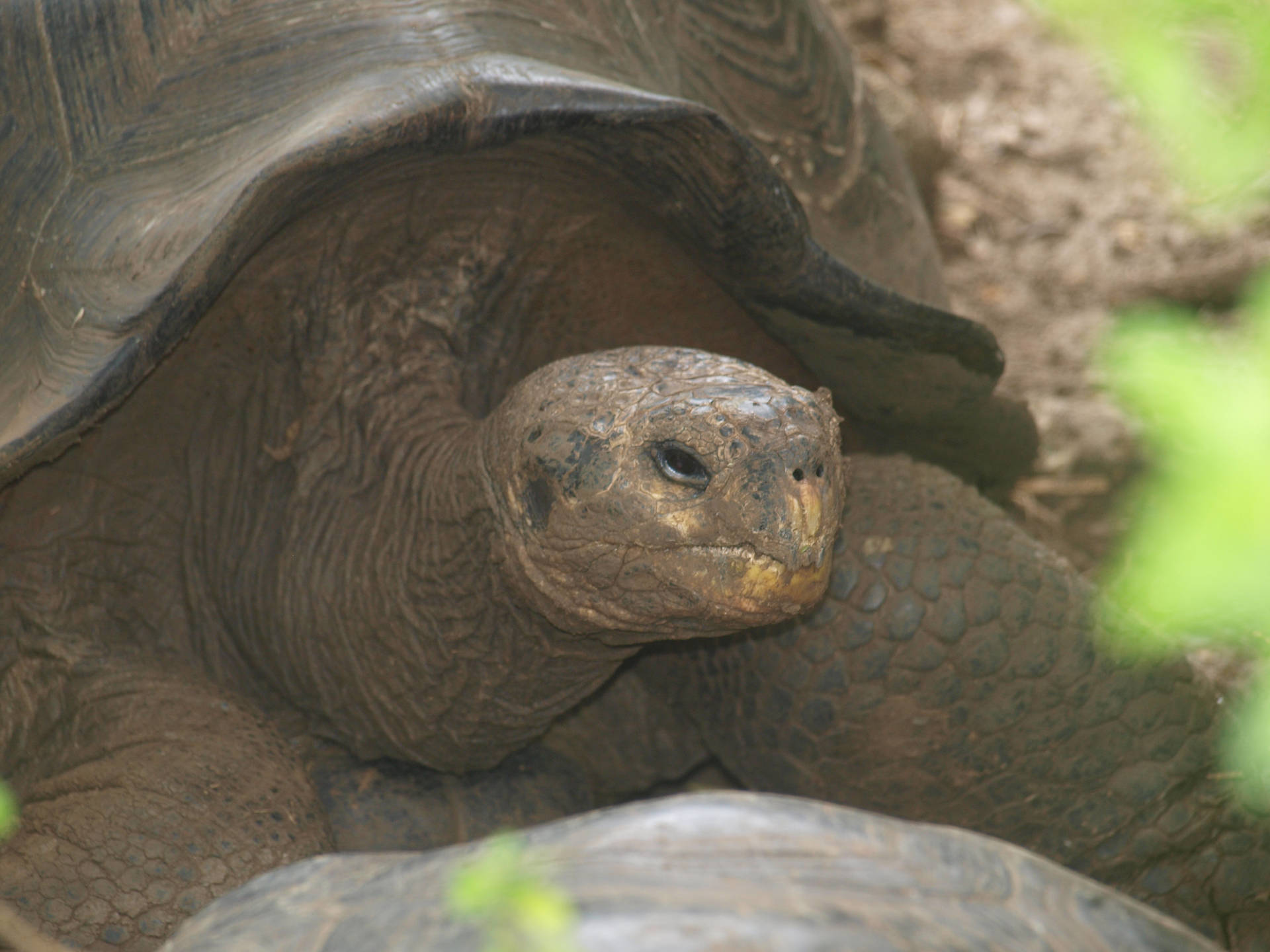 Ecuador Galapagos Skildpadde Wallpaper