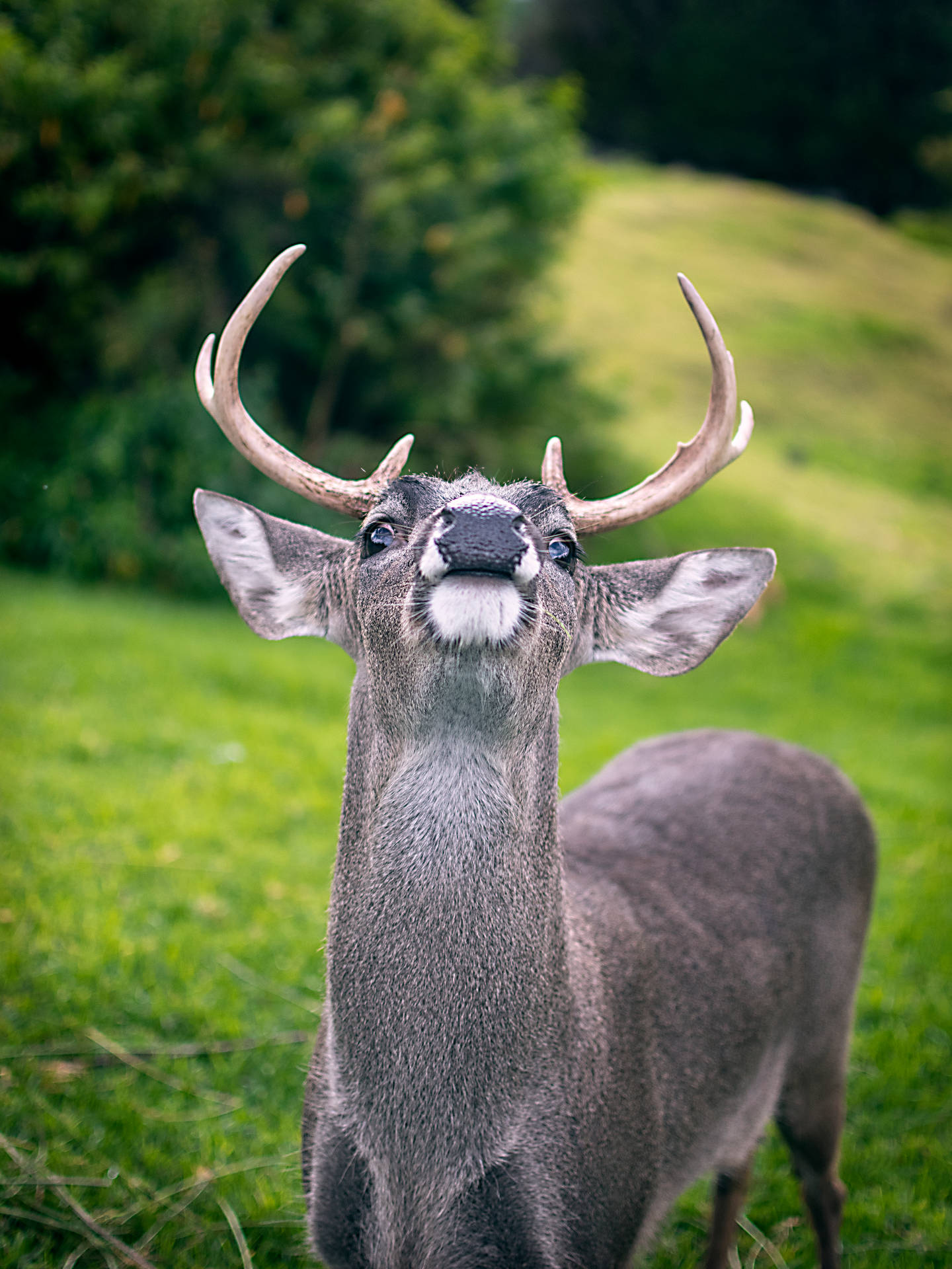 Ecuador Native White-tailed Deer Wallpaper
