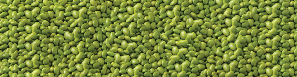 Edamame Beans Shelled Picture