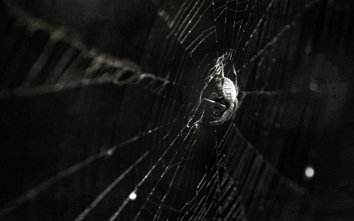 Edderkop Hængende På Et Web Wallpaper