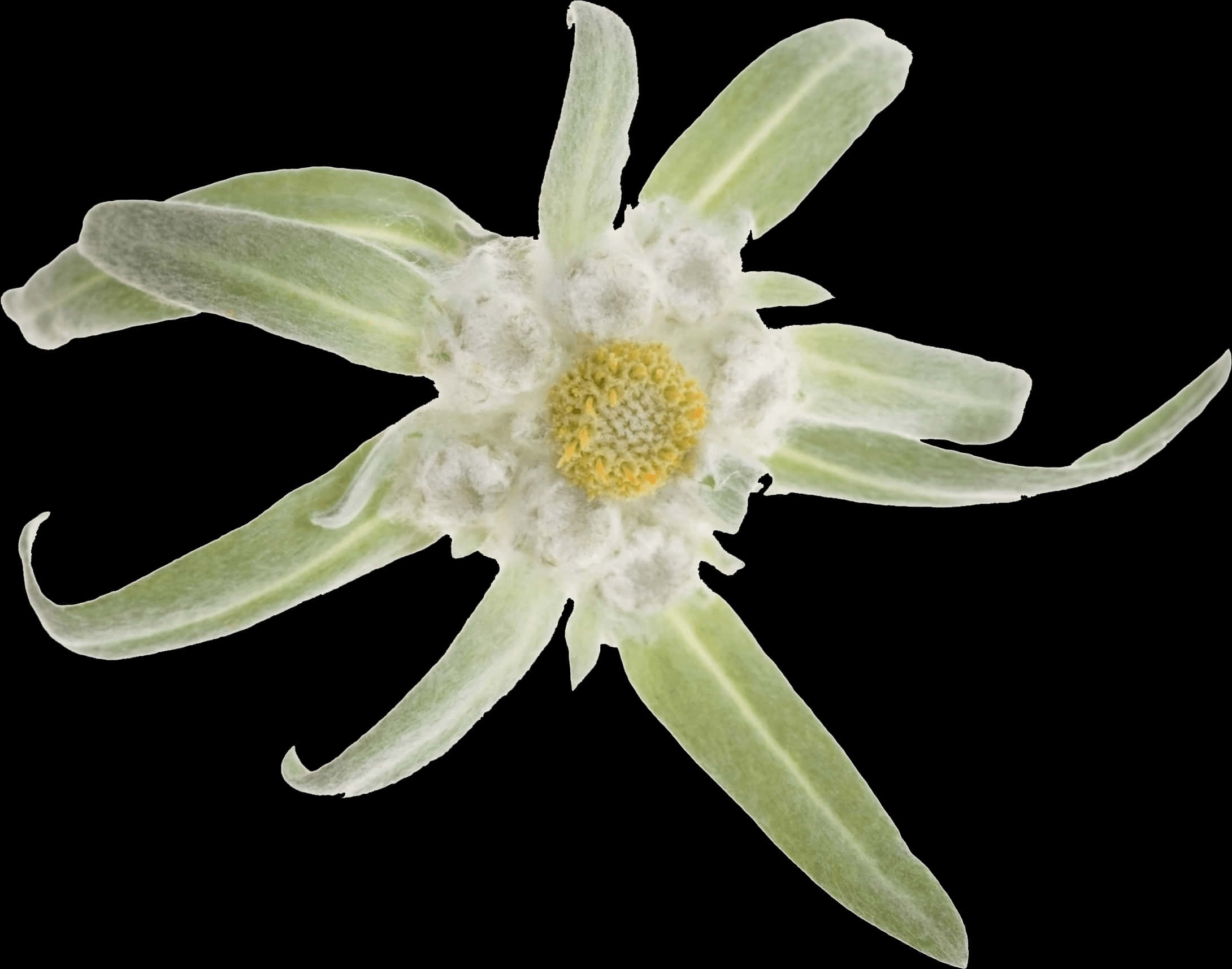Edelweiss Flower Black Background PNG