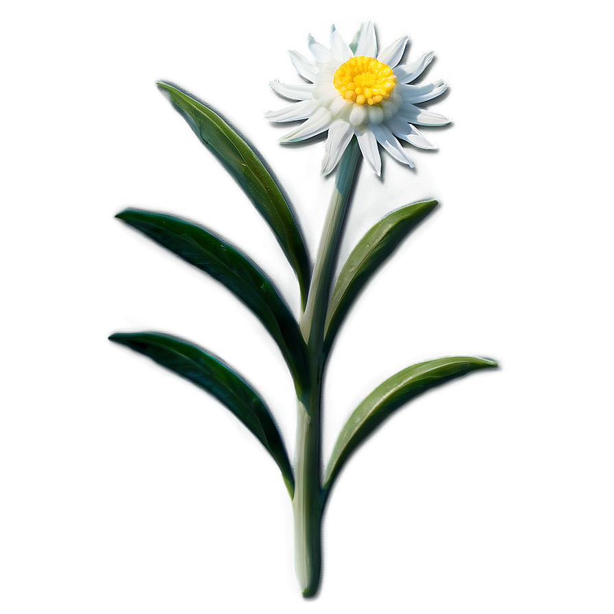 Edelweiss Mountain Flower Png 22 PNG