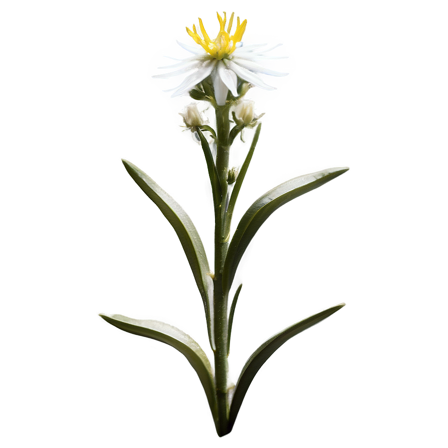 Edelweiss Mountain Flower Png Xjk35 PNG