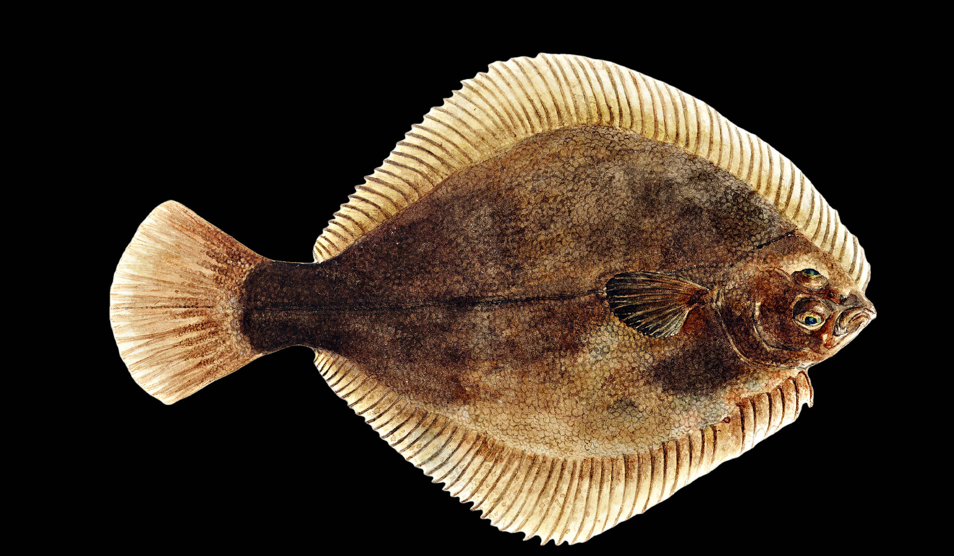 Edible Greenback Flounder Wallpaper