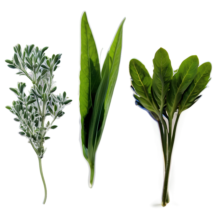 Edible Herb Png 06272024 PNG