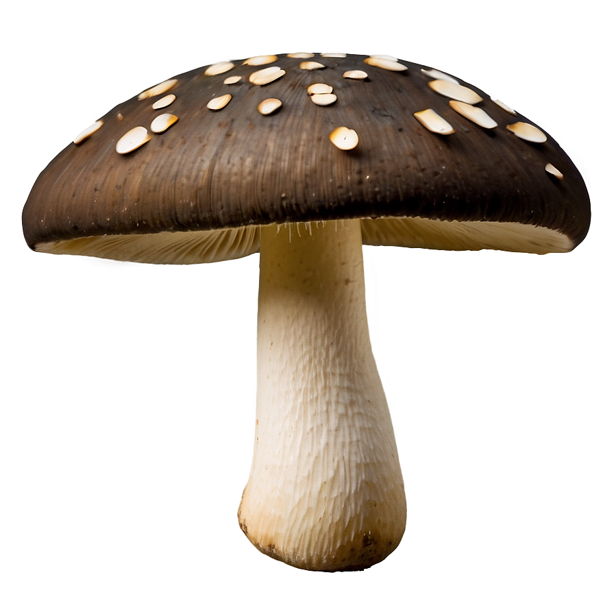 Edible Mushroom Png Ikv66 PNG