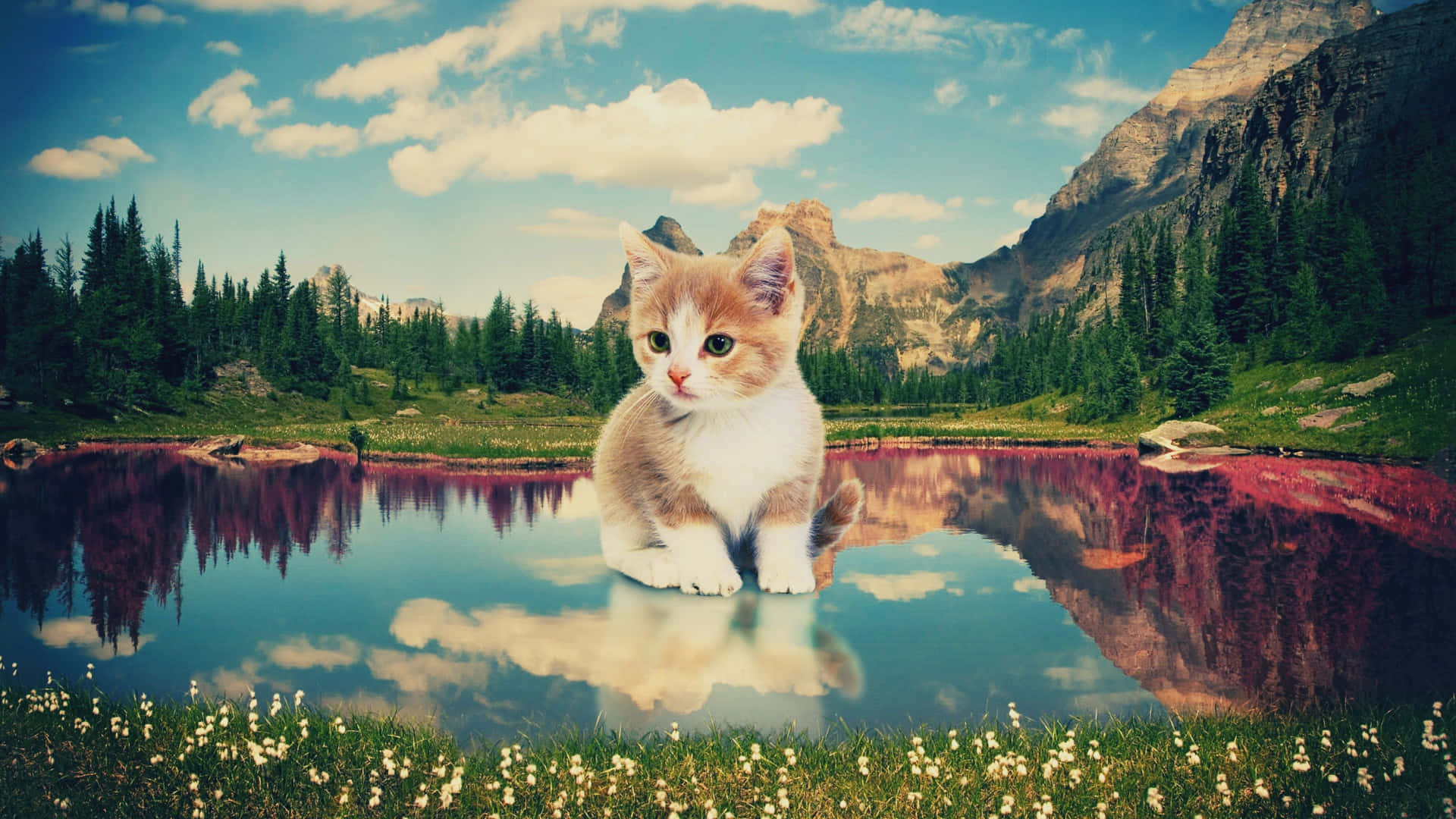 Giant Kitten On Lake Editing Background