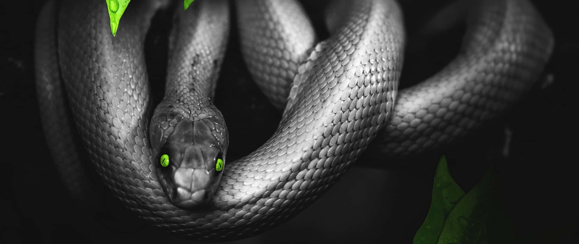 Fondode Edición De Serpiente Con Ojos Verdes.