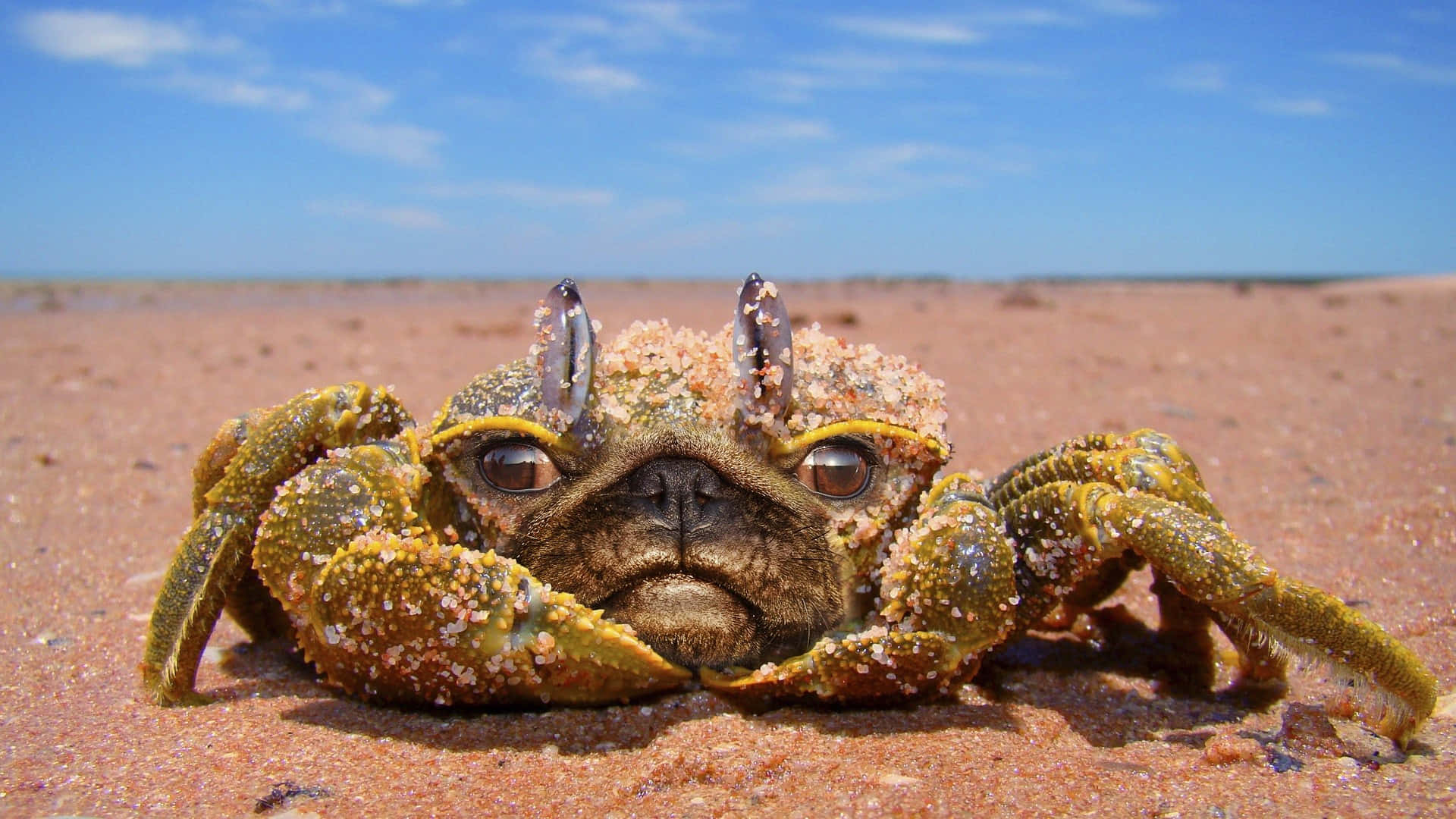 Pug Face To Crab Editing Background