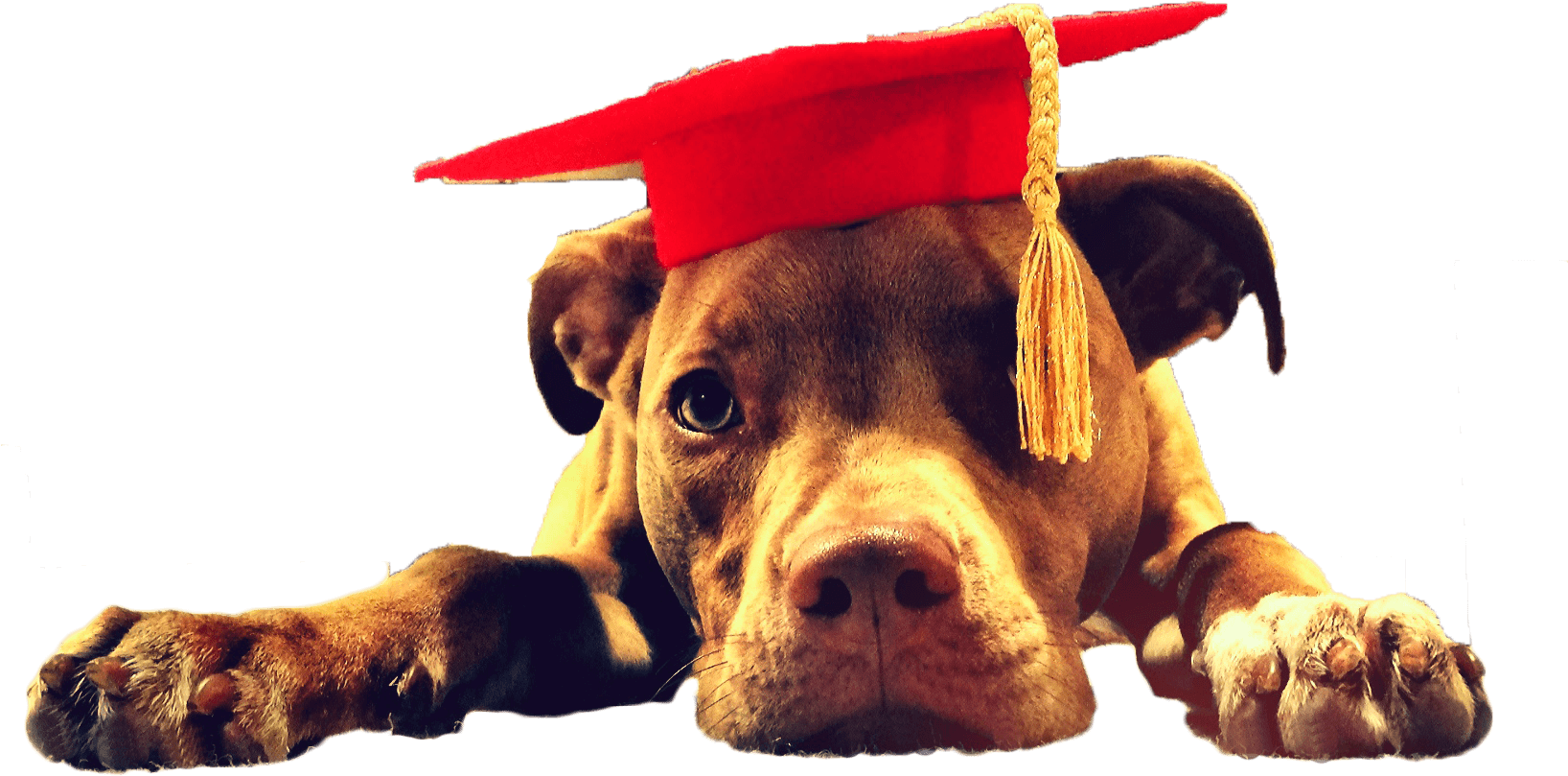 Educated Pitbull Graduation Cap.png PNG