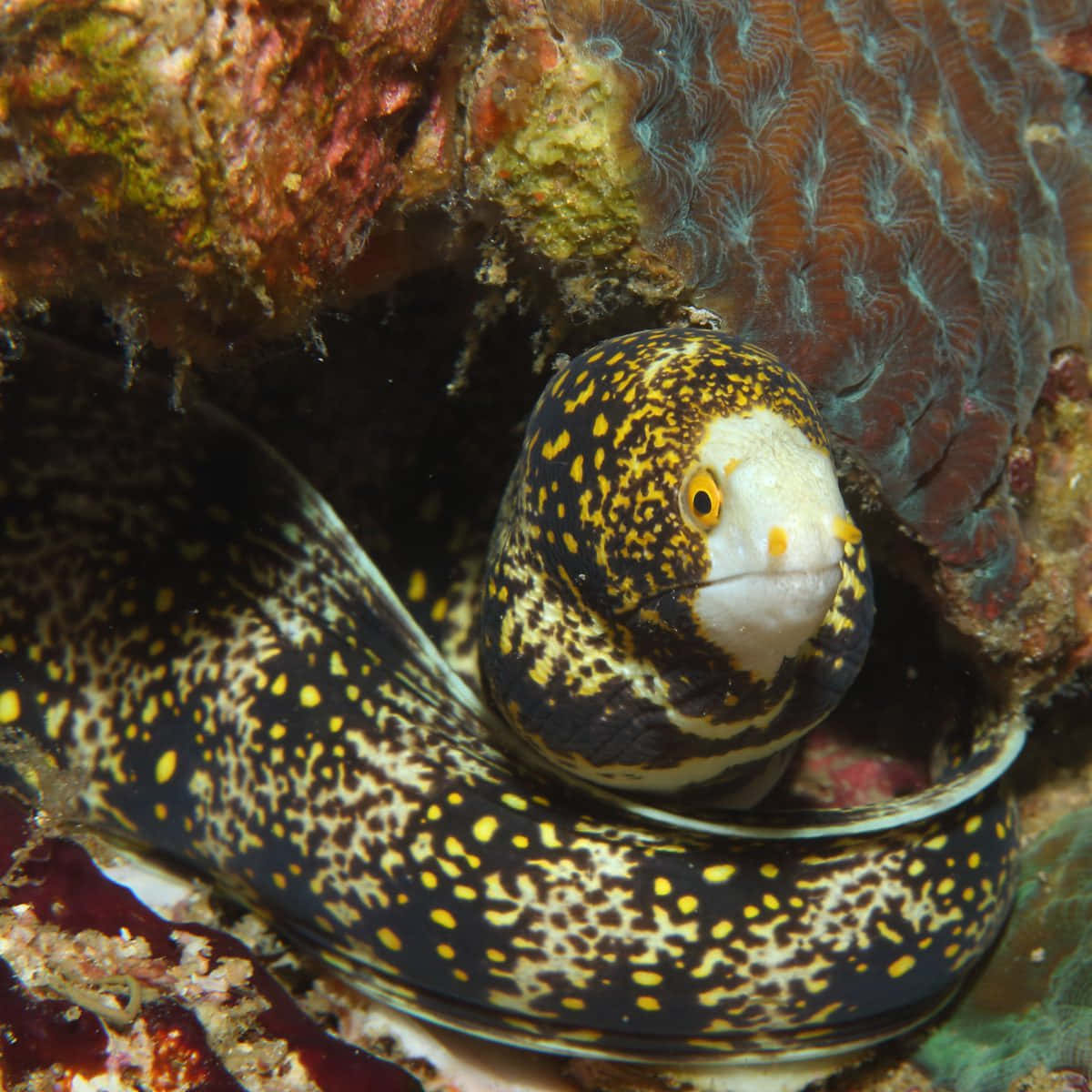 A Slippery But Colorful Sea Eel