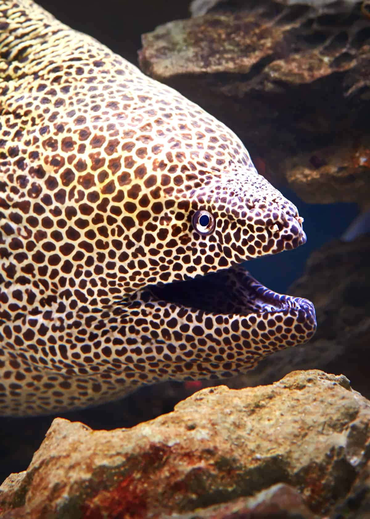 An Eel Swims Gracefully Through The Coral