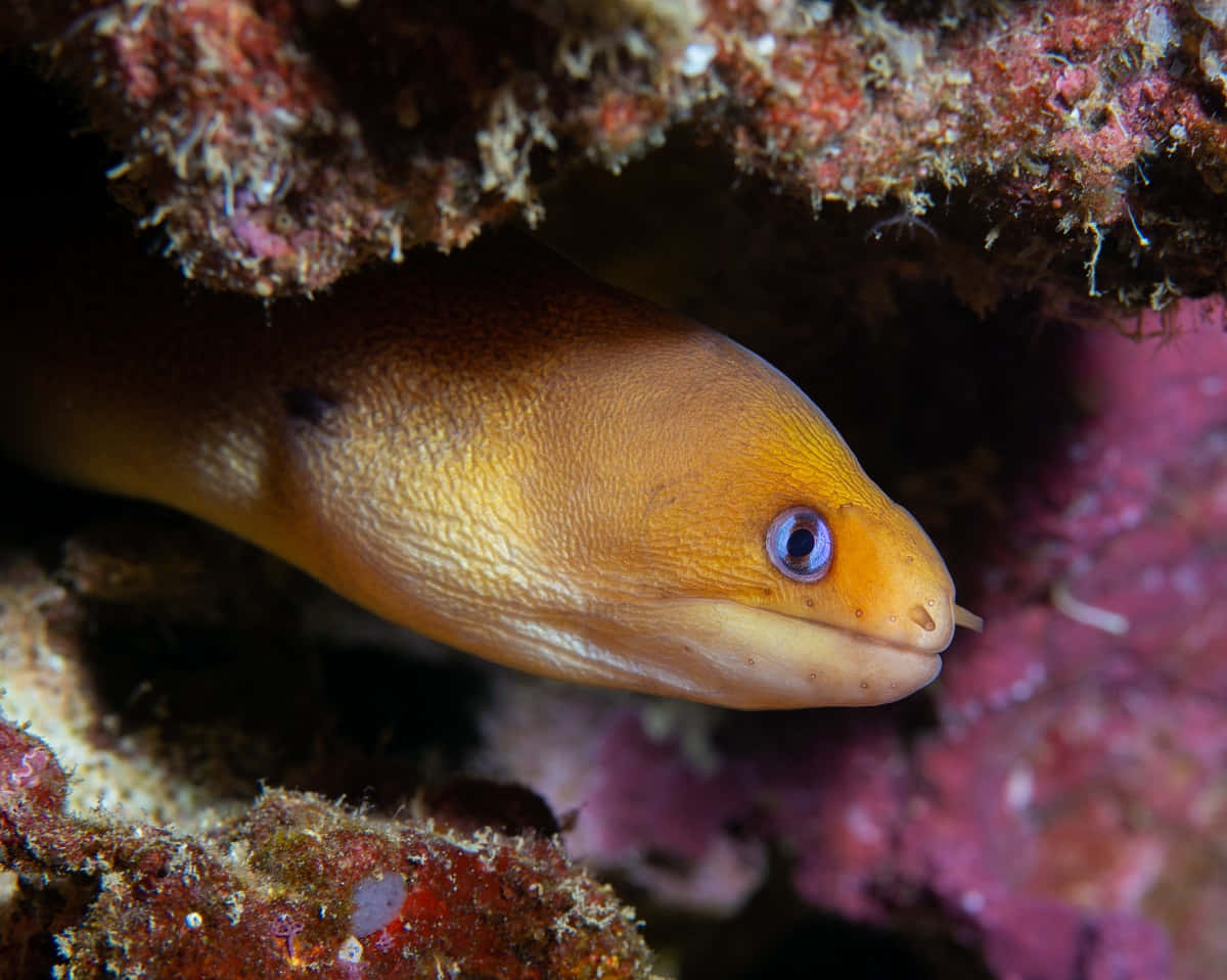 Majestic Underwater Creature, the Eel
