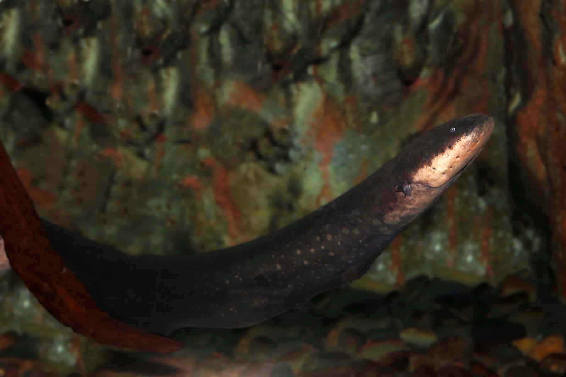 An electric eel ready to attack its prey
