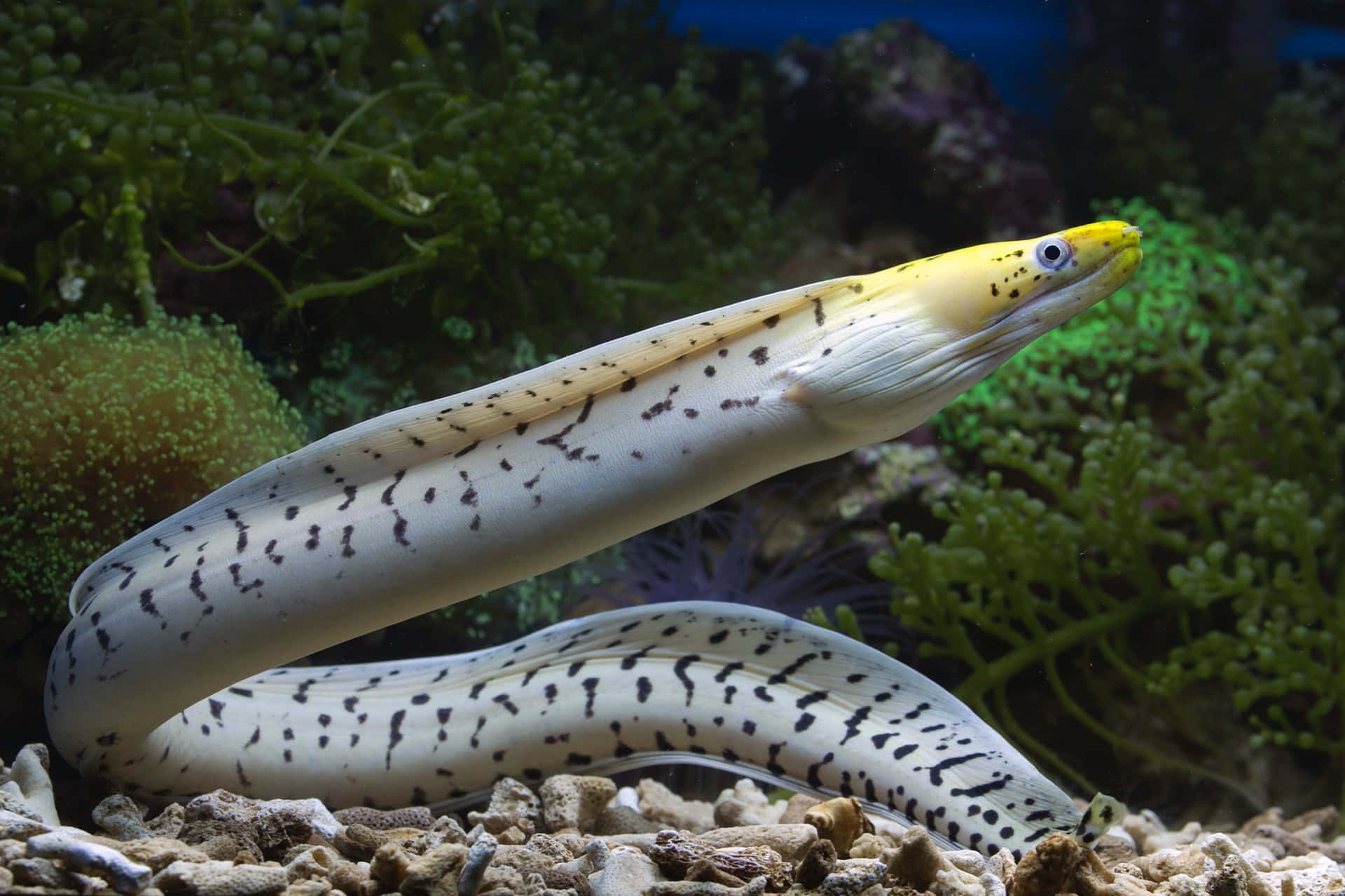Colorful eel swimming through ocean depths