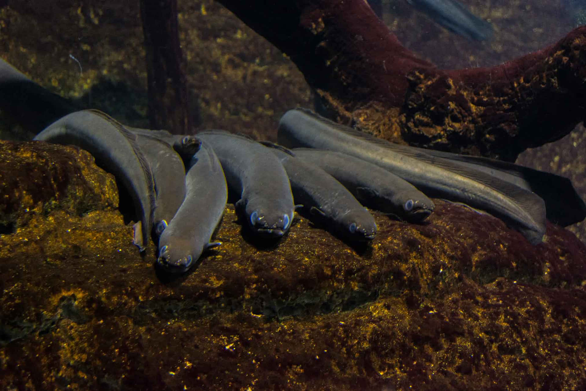 An Intriguing Look at an Eel Lurking Underwater