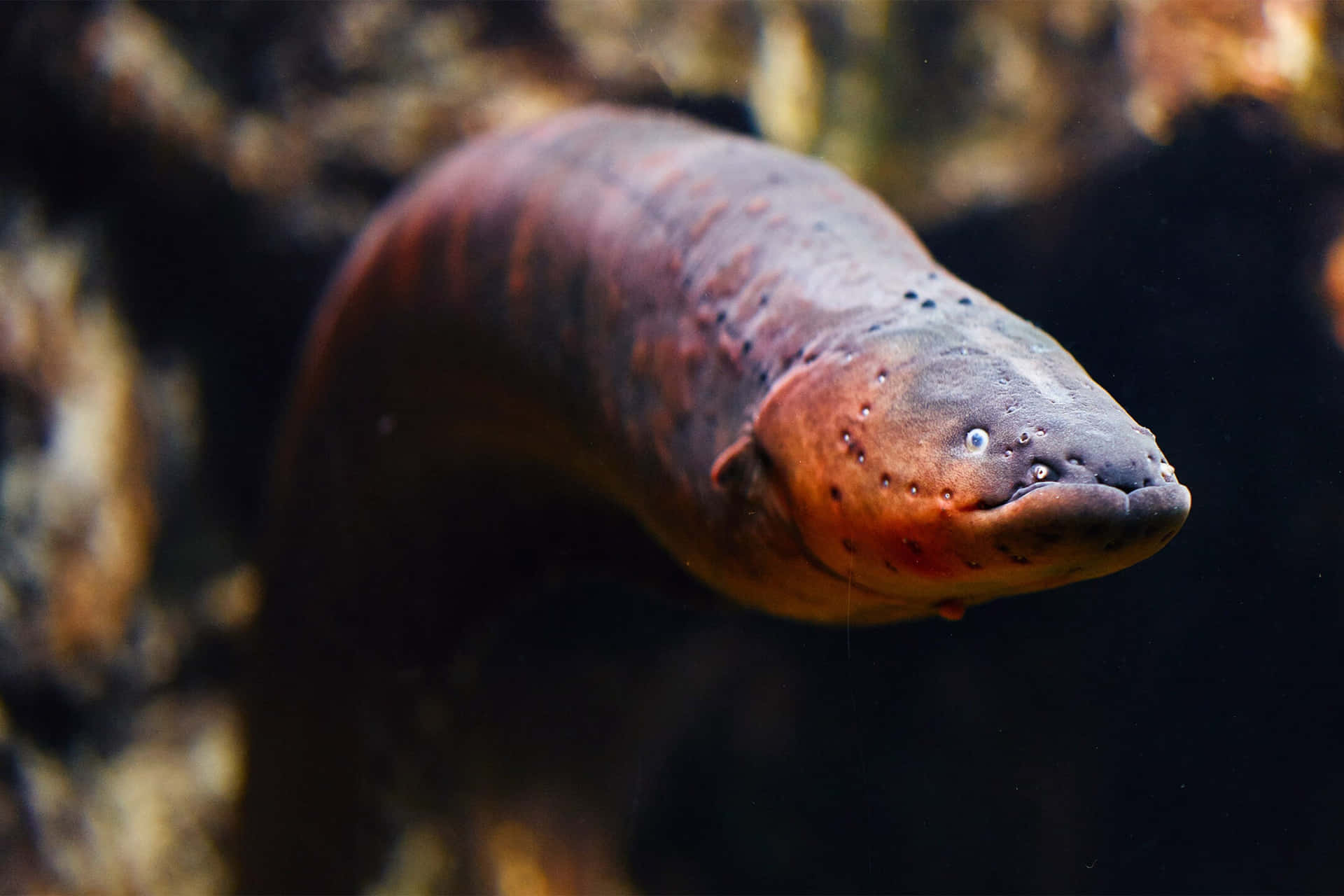 An Electric Eel Shooting Off Sparks Of Electricity