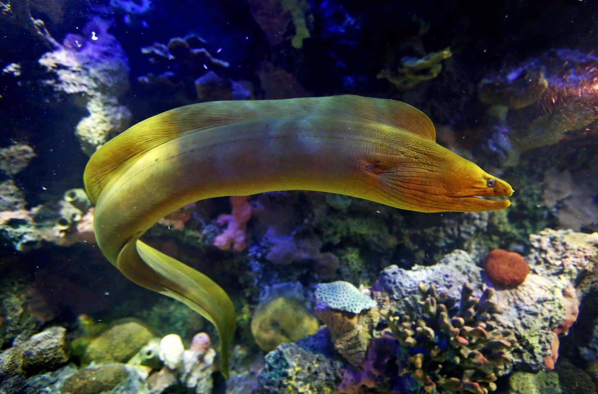 Eel Swimming in its Natural Habitat
